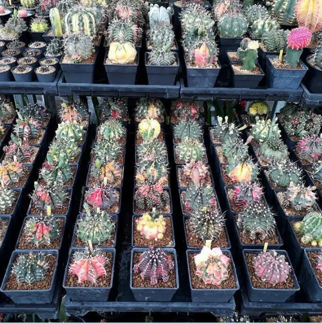 20 шт Gymnocalycium смешанные для Домашнего Цветоводства