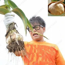 100 шт Редкие, гигантские чеснок бонсай чистый натуральный органический здоровый растительный бонсай растения в горшках бонсай для домашнего сада Planti