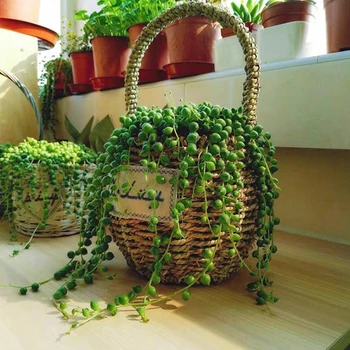 

100Pcs Pearl Chlorophytum Seeds Potted Plant Succulent Anti-Radiation Flower New