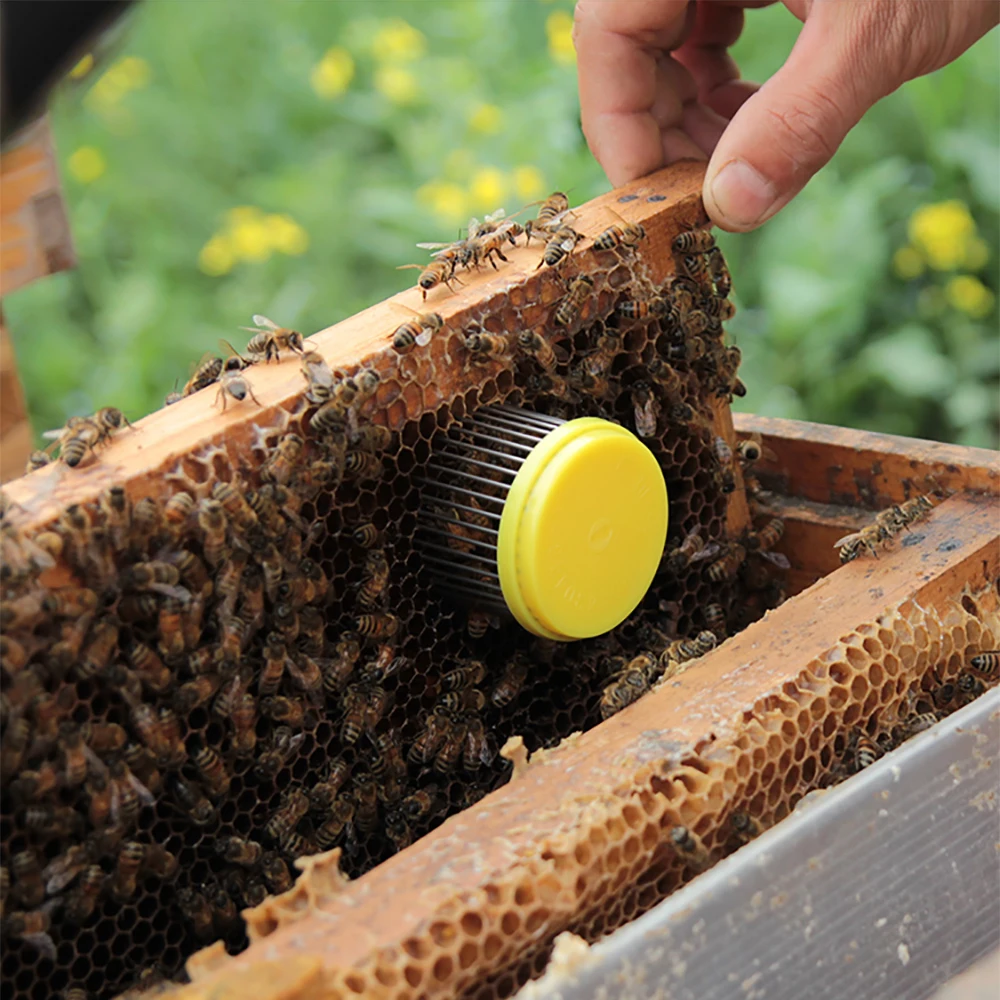 2 шт пчеловодная королева пчелиная клетка King Cells клетки Инструменты Тип иглы стали ловли Ловца пчел оборудование Поставки apculture