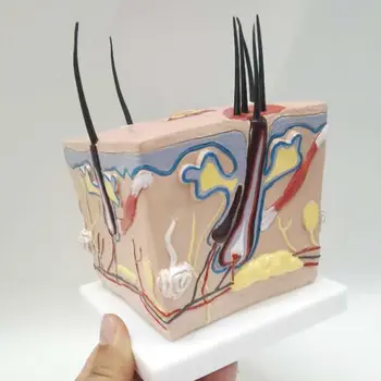 Corpo umano la crescita dei capelli sani processo di ingrandimento del follicolo dei capelli della pelle acne struttura anatomica ingrandimento del modello