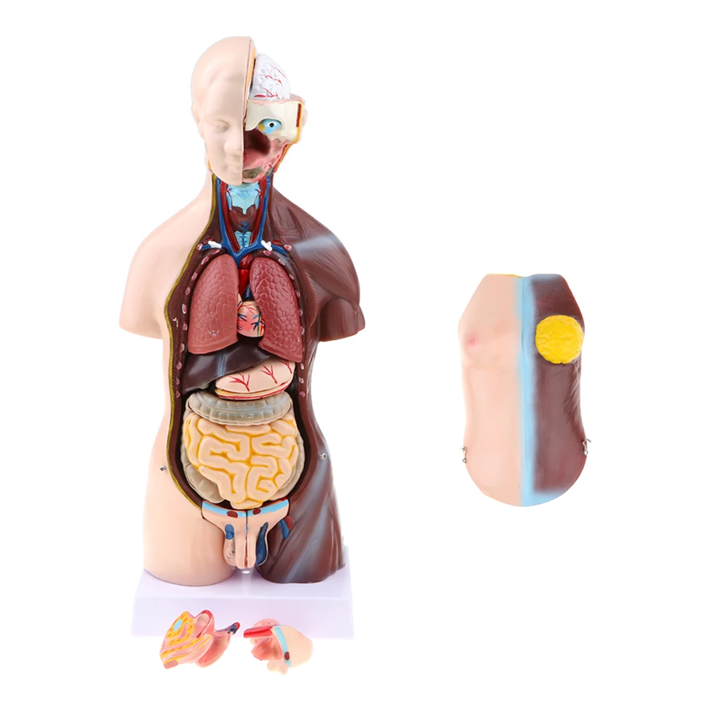23 Parts Human Body Torso Model - Showing Section of Brain, Heart, Lung, Liver, Skull Cap etc.