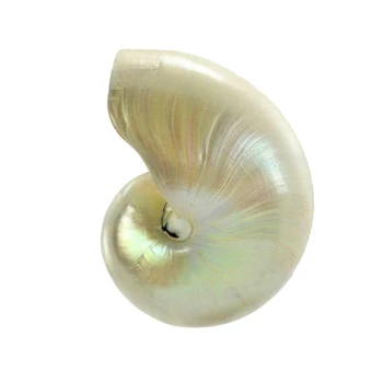 

Fashion-Pearled Beauty Nautilus Pompilius Natural Conch Shell Chambered Parrots Seashell