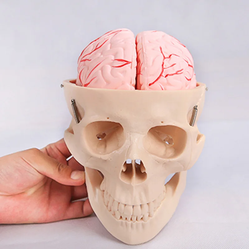 

Медицинской школы преподавания Скелет Череп для изучения анатомии модель с 8 Запчасти мозговой артерии BIX-A1011