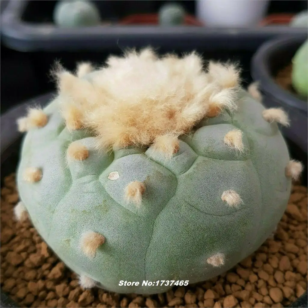 20 шт Lophophora смешанные суккуленты DIY домашний сад#2121