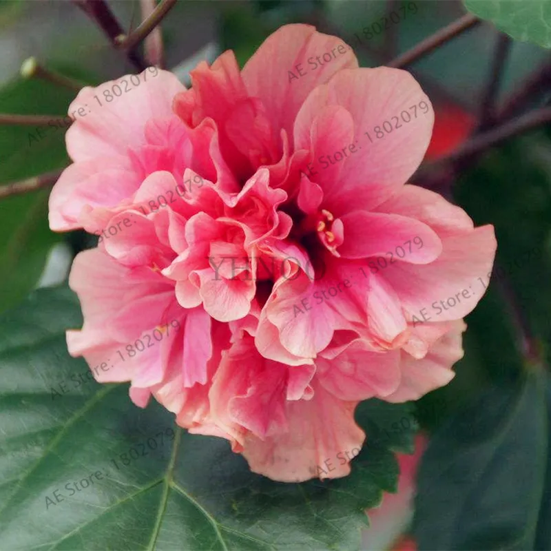 50 шт./пакет смешанный цвет Гибискус mutabilis цветок flores обеденная тарелка Гибискус Многолетние цветы для украшения дома, карликовые деревья садовое насаждение