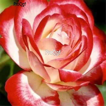 

Ngryise 2000Pcs A Set Red White Rose