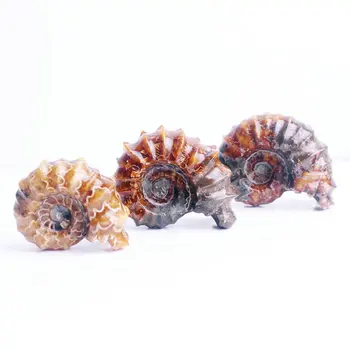 

1PC Natural Horn Screw Fossil Ammonite Stone Crioceras Mineral Specimen Claw Fossil Specimen Collections Gifts
