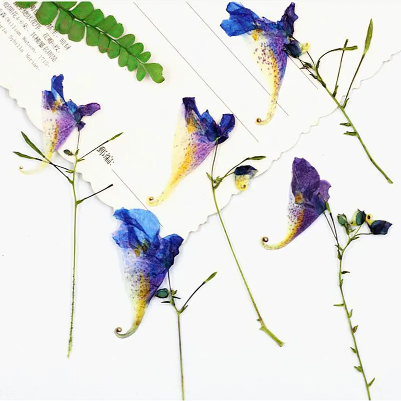 8 цветов настоящие сушеные цветы прессованные сделай сам сохраненные украшение