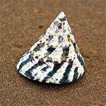 

Natural conch shell snail aquarium landscaping 6CM flower tower floor home decoration ornaments gift collection