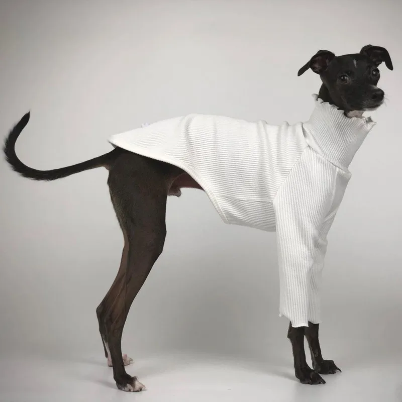 Roupa de cachorro de duas pernas, galgo