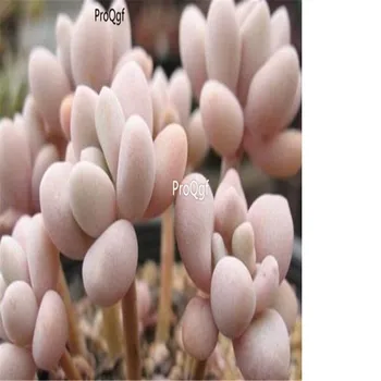 

Ngryise 8Pcs A Set Graptopetalum amethystinum