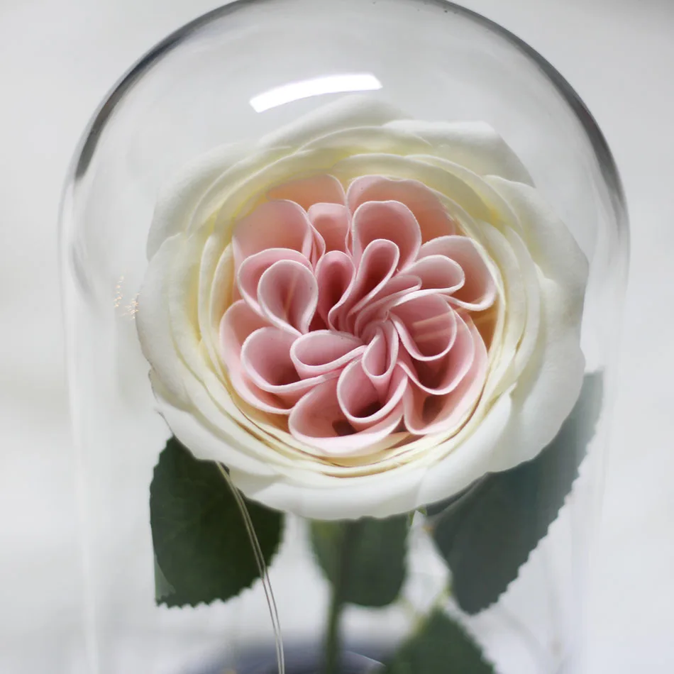 Роза в вазе очень красивая, и зверь имитирует светодиодный светильник на розовое стекло купола в качестве подарка на День святого Валентина