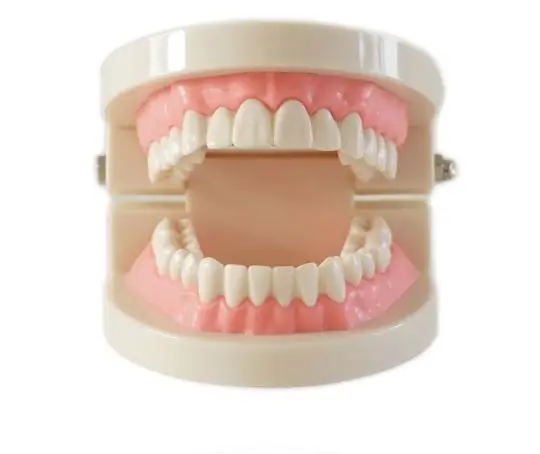  Dental denture model gums standard audlt teeth model Medical teaching tool Teeth model instructiona - 4000608707095