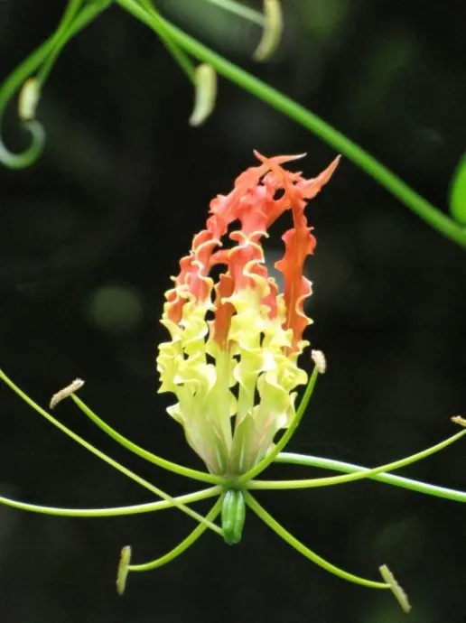 50 шт. свежая настоящая Глориоса Суперба S-lily Flower(Jia-lan - Цвет: 2