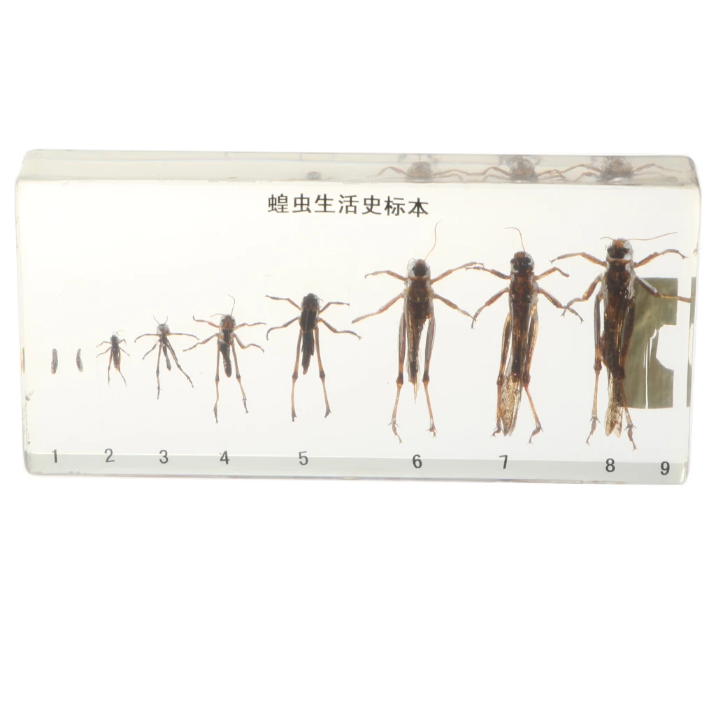 Life Cycle Of Grasshopper Specimen in Acrylic Block Biology Science Learning Toy, 6.7 x 3.15 x 0.8 inch