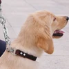 Pet Products