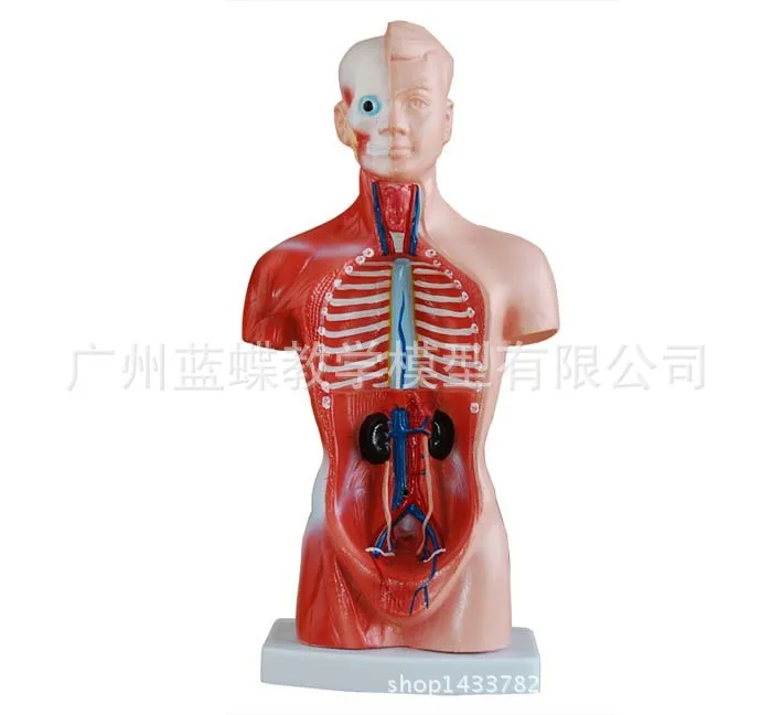 Mannequin 26CM Trunk Human Visceral Anatomical Model Medical Use Teaching Aids Bone Children'S Educational Toy