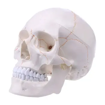 

Life Size Human Skull Model Anatomical Anatomy Medical Teaching Skeleton Head Studying Teaching Supplies