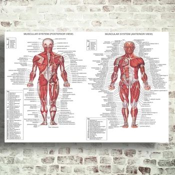 

Muscle System Posters Anatomy Poster Art silk Poster Room Decor (No Frame)