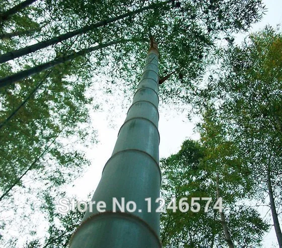 Огромный 100 бонсай гигантский Phyllostachys Pubescens Moso Bamboo бонсай Hardy-Giant