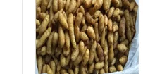 Gastrodia elata 10 шт - Цвет: Gastrodia elata