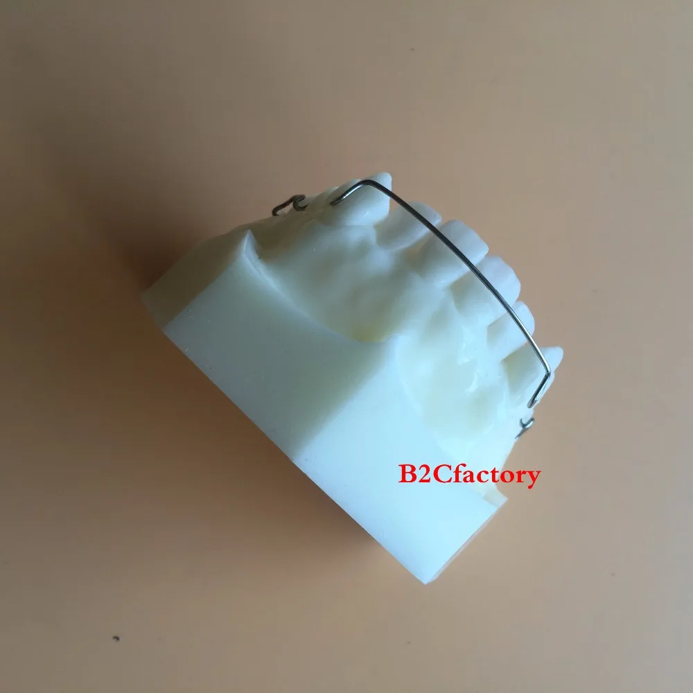 Стоматологическая модель фиксатора Hawley для обучения зубов Модель 3007 01|teeth model|dental