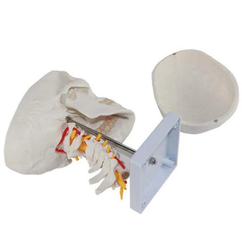 Human Skull with Cervical Spine Medical Science Teaching Resources