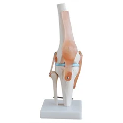 Modelo de articulación de rodilla de 10 piezas (natural grande), decoración médica, modelo de anatomía