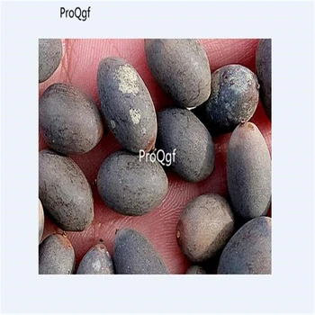

Ngryise 300Pcs A Set Root Lotus Vegetable Nelumbo Nucifera