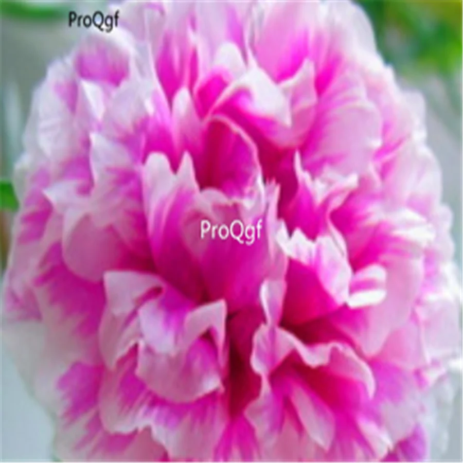 Ngryise 8000 шт набор Portulaca grandiflora