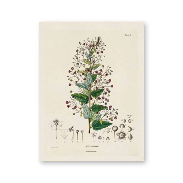 Антикварные французские растительные иллюстрации винтажные плакаты и принты растительные исследования настенные художественные картины холст живопись Настенный декор - Цвет: PH6053