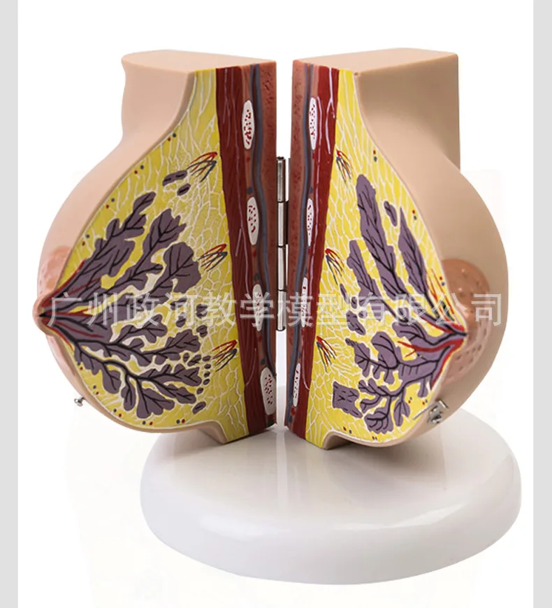 Female Breast Anatomy Model 5