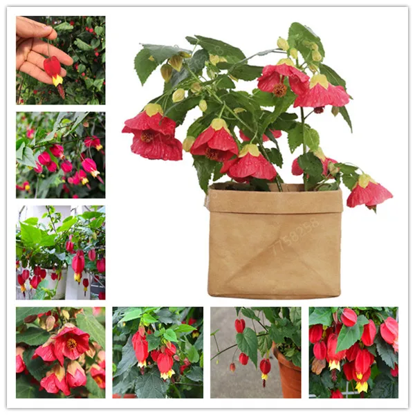 

100 Pcs Bell Orchid Bonsai Flower Campanula Bonsai Flower Seedling Convallaria Plant Abutilon megapotamicum Pot For Home Garden