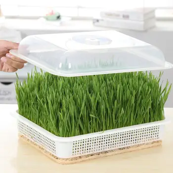 

Seed Sprouter Tray BPA Free PP Soil-Free Big Capacity Wheatgrass with Healthy Seedling Plate Grower Tray Hydroponic Sprout Q8T1
