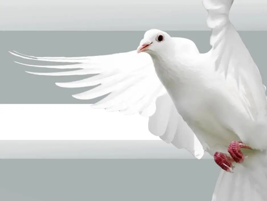 QQ截图20191018201527