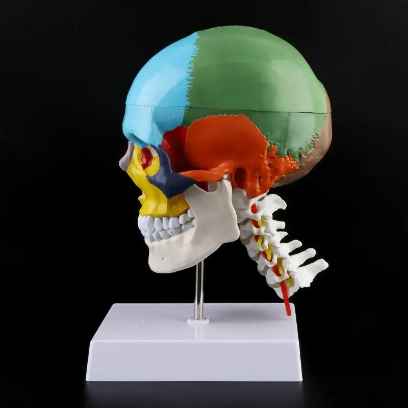 

Human Anatomy Skeleton Anatomical Model with Colored Bones Cervical Vertebra Sculpture Supplies