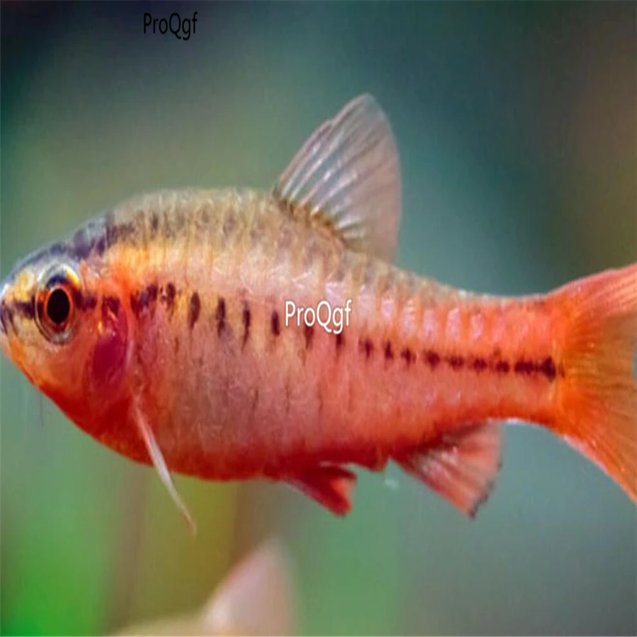 Ngryise комплект из 2 предметов hongyingtao Exodon paradoxus