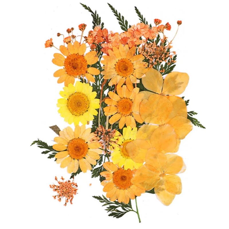 Высокое качество Популярные Лидер продаж мини Bloemen засушенные цветы небольшой "сделай сам" сохранить букет 25 шт./пакет прессованные цветы украшения дома