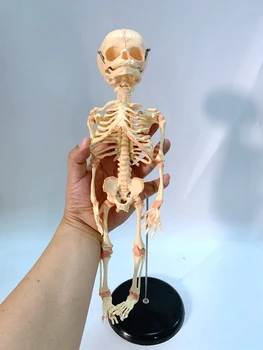 Fetal Skeleton Anatomy Model 1