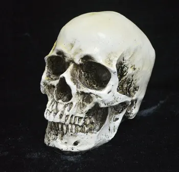 

Halloween Collected Edition High Simulation 1:1 Human Skull Model Medical Skull Resin Skull