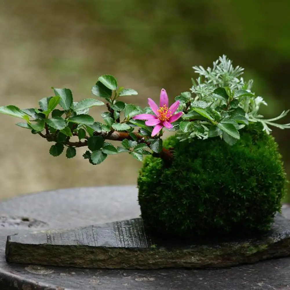 6 Piece 12cm Mini Garden Pot Moss Ball Set Bonsai Decor Gardening Pot Woven 