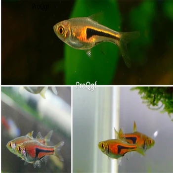 

Ngryise 1Pcs A Set Trigonostigma