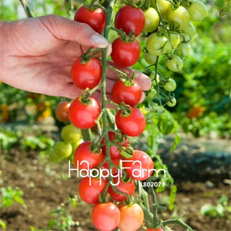 New Fresh 20 Pcs/Lot Rainbow Tomato Plants, bonsai organic vegetable& fruit Plantas,potted plant for home&garden - Цвет: 14