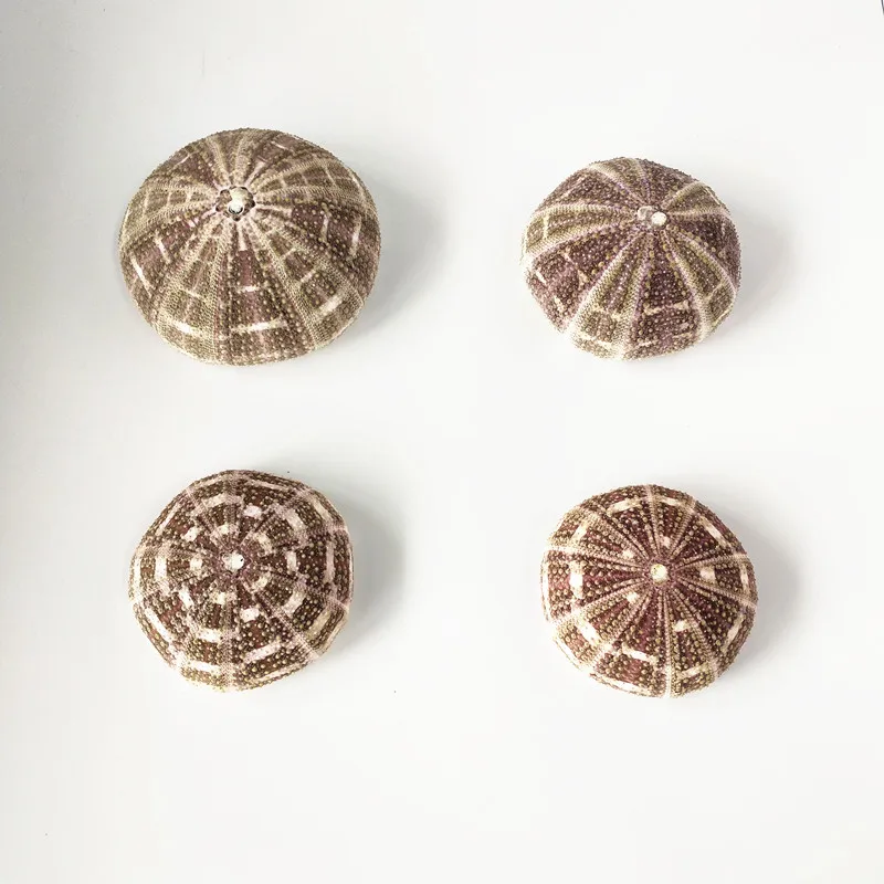 1 шт. новые вечерние украшения для подводного плавания|Ракушки и морские звезды| |