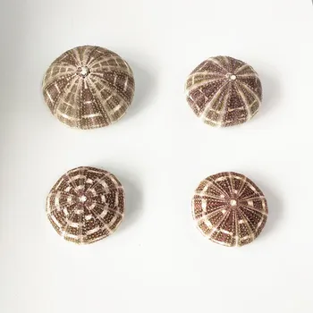 

1pcs new Natural real bile conchas shells under the sea party decorations Natural sea urchin craft nautical home