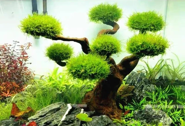 Fish Tank Decorative Moss Ball Fish Tank Water Grass Moss - Temu