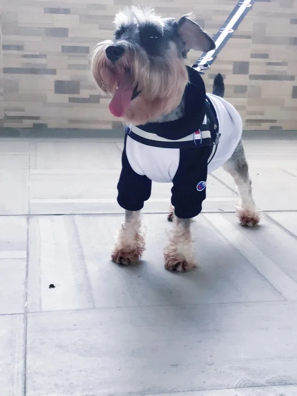 webwxgetmsgimg (23)_