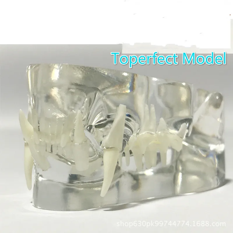 Анатомическая фелидае патологическая модель челюсти медицинская кошачий рот и зубы Анатомия прозрачная кошачья эсколето анатомия
