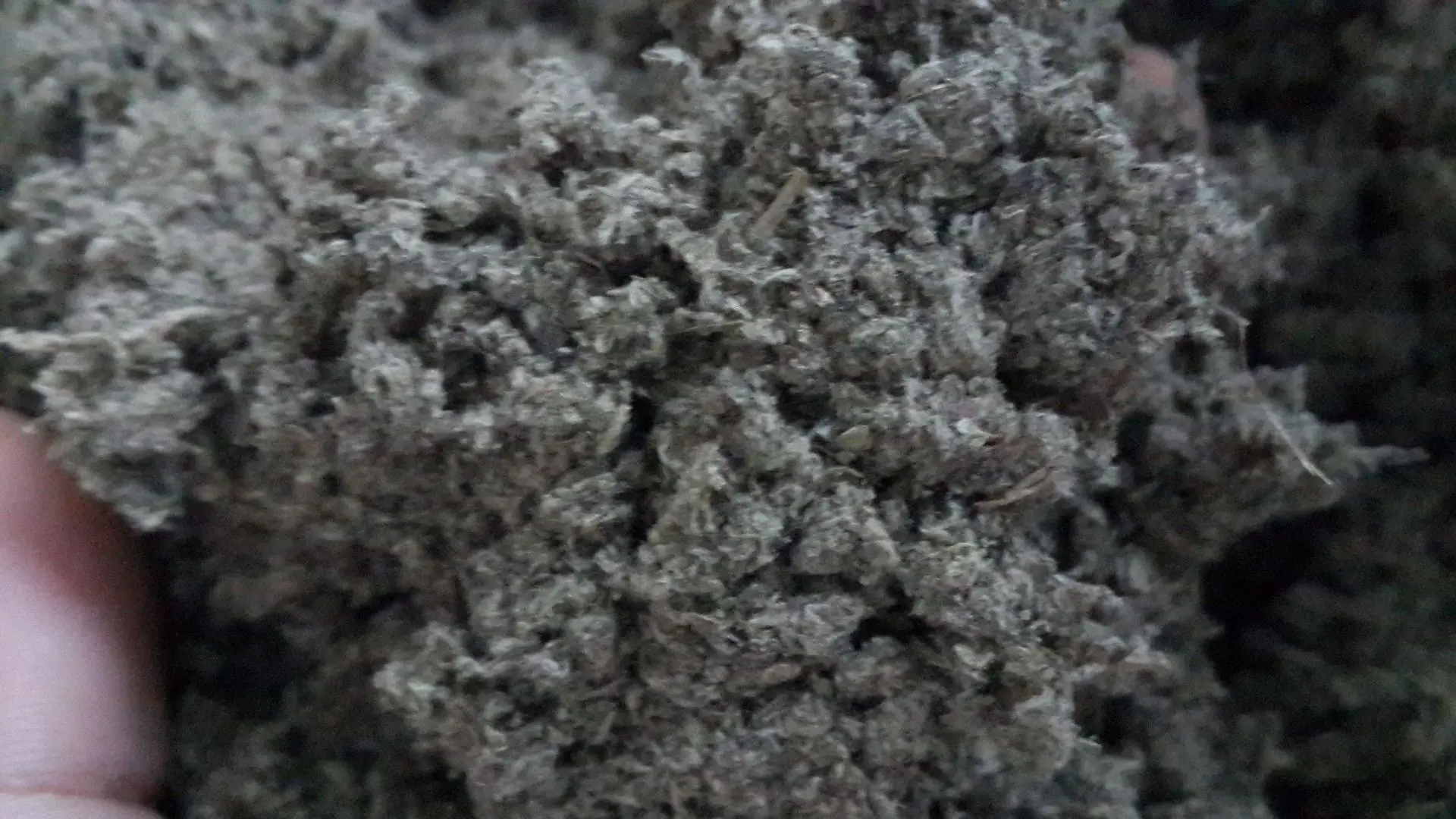 5 лет 5 лет Чэнь ручная работа Shijiu Moxa 100G-Qichun полынь мокса-цичун мокса